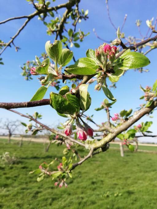 'T Pekelhuis - Vakantiehuisje Op Boerderij Huize Blokland Hem Εξωτερικό φωτογραφία