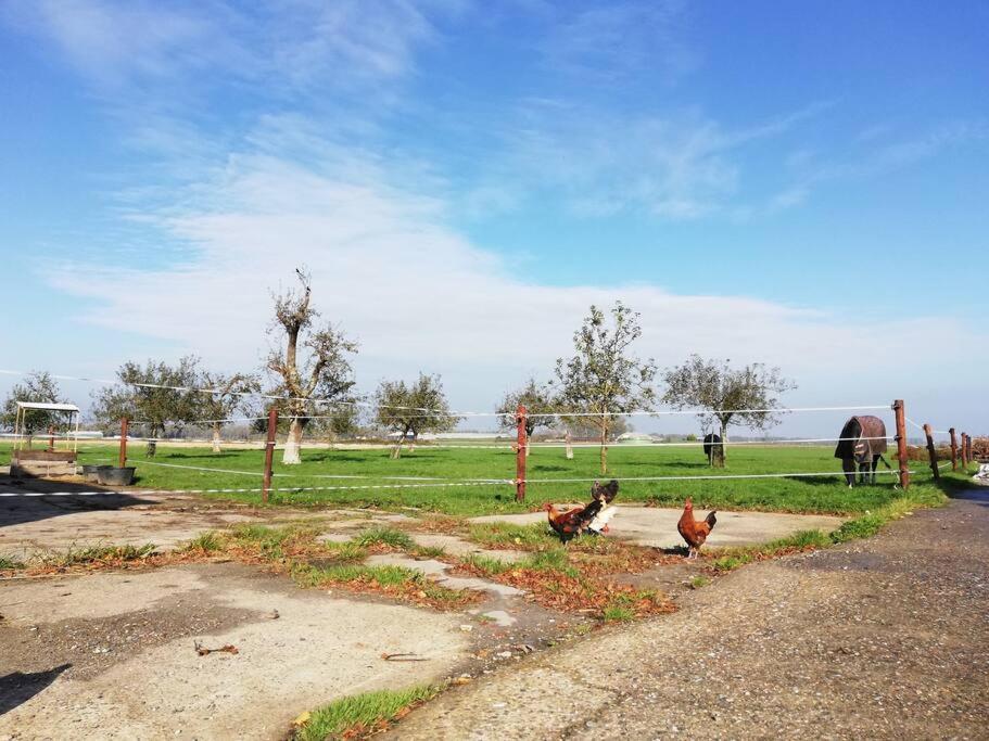 'T Pekelhuis - Vakantiehuisje Op Boerderij Huize Blokland Hem Εξωτερικό φωτογραφία